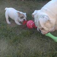 Engelsk bulldog ozzy,bianka R.I.P 23/1-08