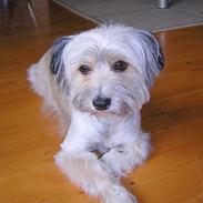 Blanding af racer Speedy Grethe Hund