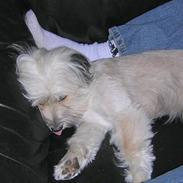 Blanding af racer Speedy Grethe Hund