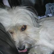 Blanding af racer Speedy Grethe Hund