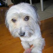 Blanding af racer Speedy Grethe Hund