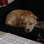 Amerikansk staffordshire terrier Alina