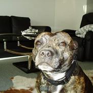 Staffordshire bull terrier Tais 