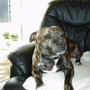 Staffordshire bull terrier Tais 