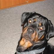 Rottweiler Don