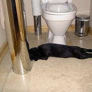 Labrador retriever (Formel 1)Bella