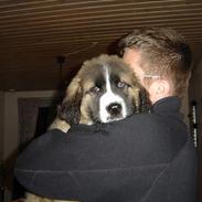 Newfoundlænder Bamse