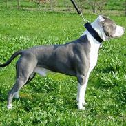 Amerikansk staffordshire terrier Rocco