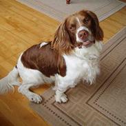 Engelsk springer spaniel Luie