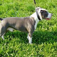 Amerikansk staffordshire terrier Rocco