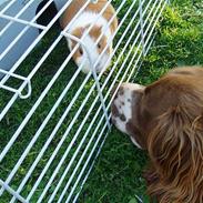 Engelsk springer spaniel Luie