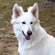 Hvid Schweizisk Hyrdehund Beyla