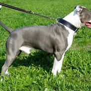 Amerikansk staffordshire terrier Rocco