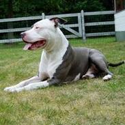 Amerikansk staffordshire terrier Rocco