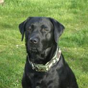 Labrador retriever *Oscar- min vagthunden*