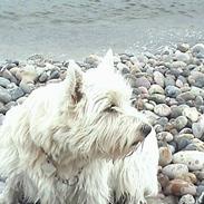 West highland white terrier Tilde :P