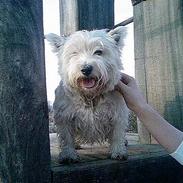 West highland white terrier Tilde :P