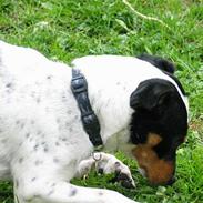 Dansk svensk gaardhund rasmus