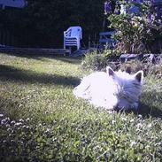 West highland white terrier Tilde :P