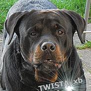 Rottweiler Twista .