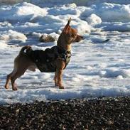 Prazsky krysarik /chihuahua FREJ