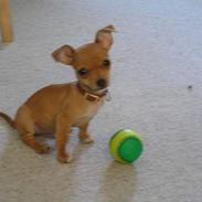 Prazsky krysarik /chihuahua FREJ