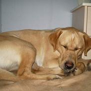 Labrador retriever Max
