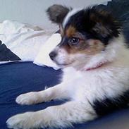 Papillon Maggi  * død d.24/2-09*