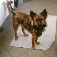 Islandsk fårehund sille 