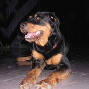 Rottweiler Bondo