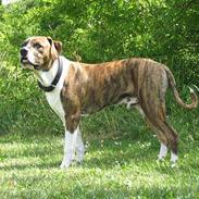 Amerikansk staffordshire terrier Tyzon