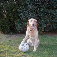 Labrador retriever dingo