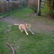 Labrador retriever dingo