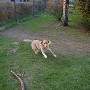 Labrador retriever dingo