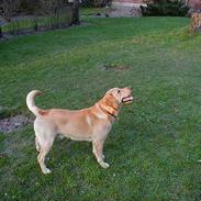 Labrador retriever dingo