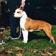 Amerikansk staffordshire terrier Yeller´s viking Award