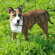 Amerikansk staffordshire terrier Kaluha