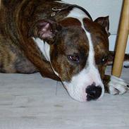 Amerikansk staffordshire terrier Kaluha