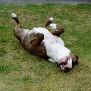 Amerikansk staffordshire terrier Kaluha