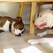 Amerikansk staffordshire terrier Kaluha