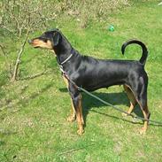 Dobermann Tajga