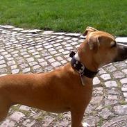 Staffordshire bull terrier Kida 