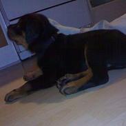 Rottweiler Samson