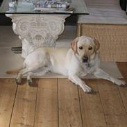 Labrador retriever sambo