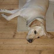 Labrador retriever sambo