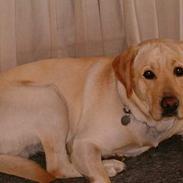 Labrador retriever sambo