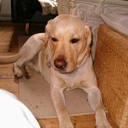 Labrador retriever sambo