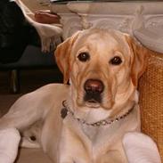 Labrador retriever sambo