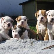 Olde english bulldogge chica