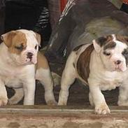 Olde english bulldogge chica